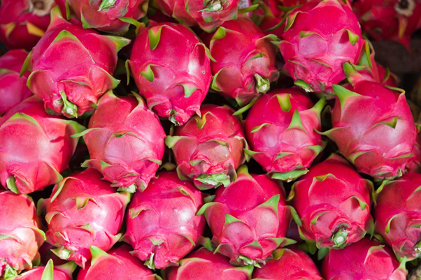 Dragon Fruit Cultivation with Step by Step Guidelines